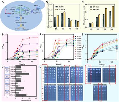 Construction of yeast microbial consortia for petroleum hydrocarbons degradation